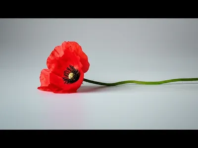 Illustration neutralised