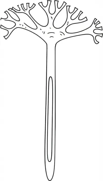 Illustration rhabdome