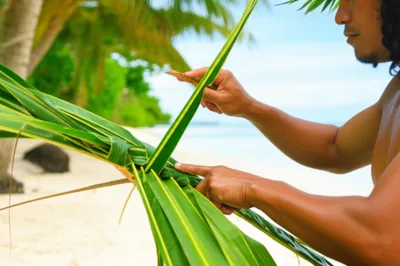 Illustration coconut - Image 1