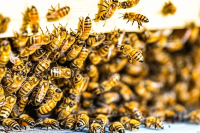 Illustration hums - Image 1