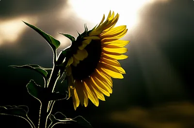 Illustration brightening - Image 1