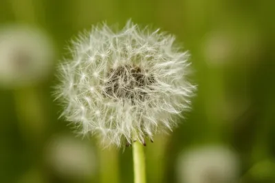 Illustration aigrette - Image 1