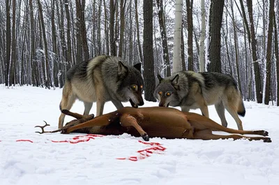 Illustration savagery - Image 1