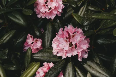 Illustration azaleas - Image 2