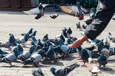 Illustration kit - Image 1