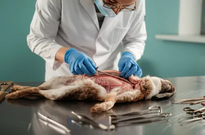 Illustration dissected - Image 1