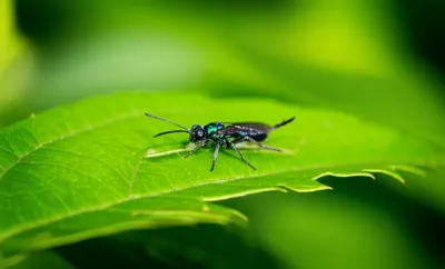 Illustration sawfly - Image 1