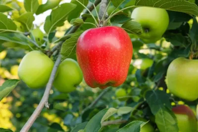 Illustration peculiarly