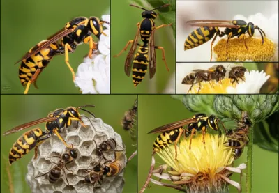 Illustration wasp - Image 1