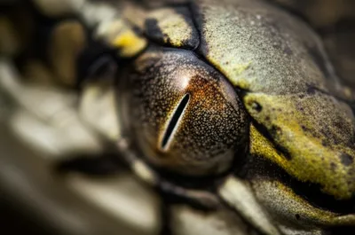 Illustration oculars - Image 1