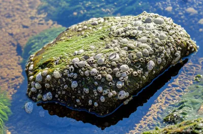 Illustration encrusted - Image 1