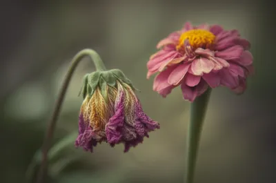 Illustration enervated