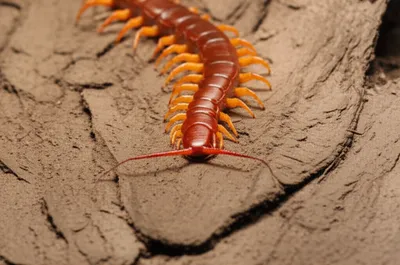 Illustration redheads - Image 1