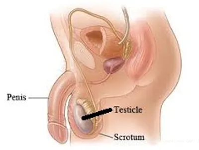 Illustration nut - Image 2