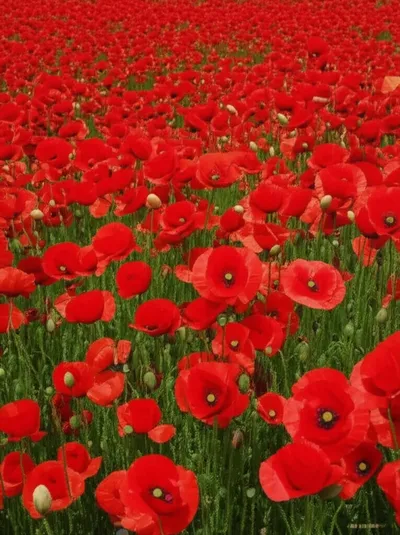 Illustration poppy - Image 1