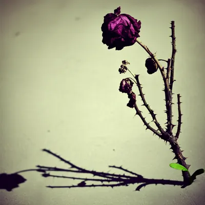 Illustration bitterness - Image 1