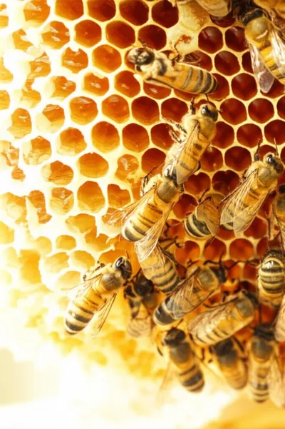 Illustration waxes - Image 3