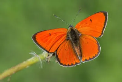 Illustration copper - Image 3