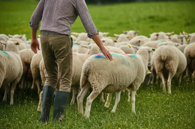 Illustration drafts - Image 1