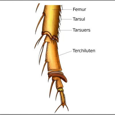 Illustration tibia - Image 1