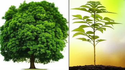 Illustration inherited - Image 1