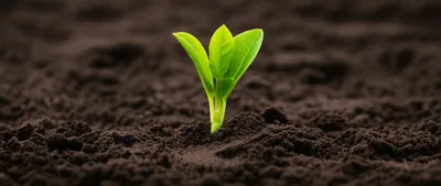 Illustration low - Image 1