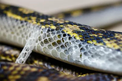 Illustration sloughs - Image 1