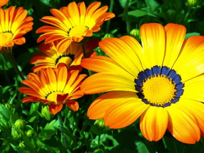 Illustration calendulas