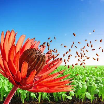 Illustration procreate - Image 1