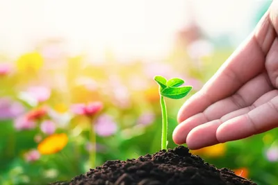 Hình ảnh minh họa prods - Ảnh 1