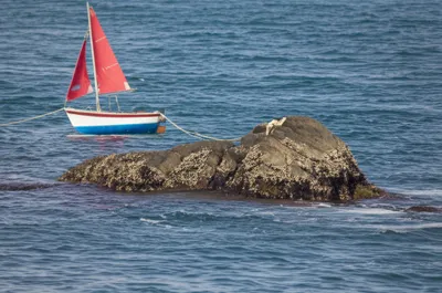 Illustration holdfast - Image 1