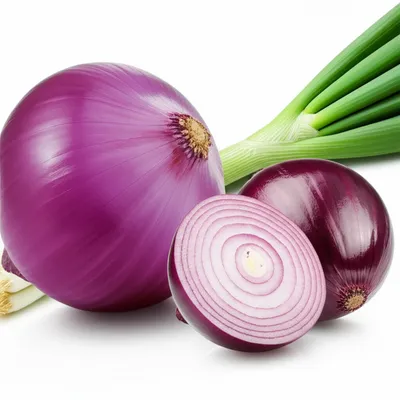 Illustration onion - Image 1
