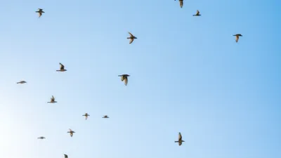 Illustration scuds - Image 1