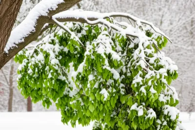 Hình ảnh minh họa springing - Ảnh 1