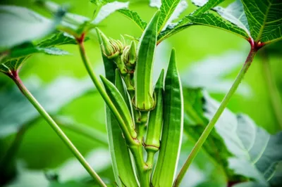 Illustration ochre - Image 1