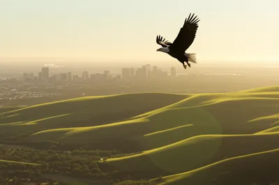 Illustration libertarian - Image 1