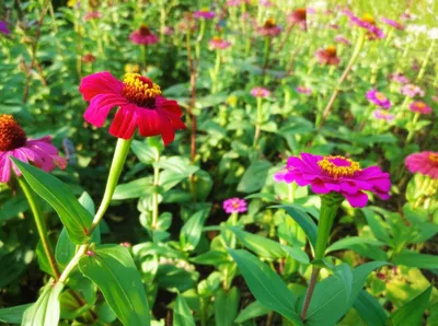 Illustration slighted - Image 1