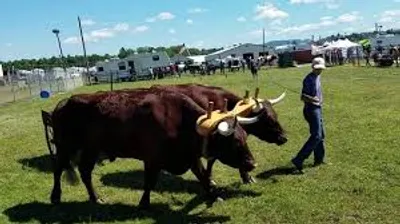 Illustration oxen - Image 2