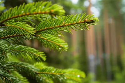 Illustration thus - Image 1