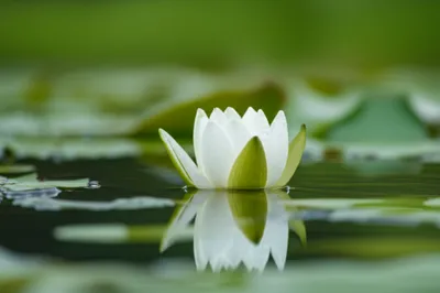 Illustration pure - Image 1