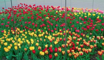 Illustration contained - Image 1