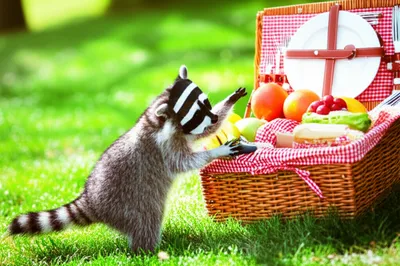 Illustration loot - Image 1