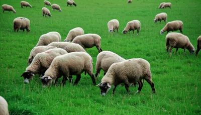 Illustration raked - Image 1