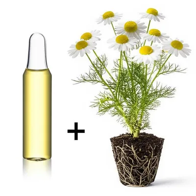 Illustration herb - Image 1