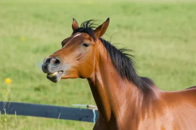 Illustration neighing - Image 1