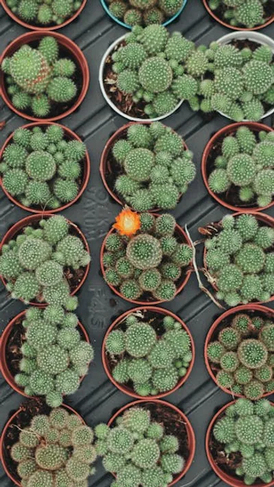 Illustration cultivates - Image 2