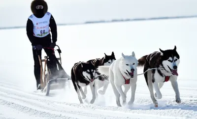 Illustration mushing - Image 1