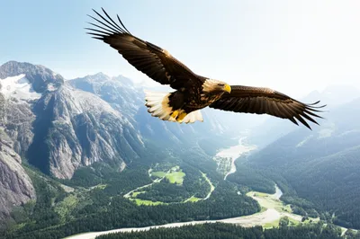 Illustration dominating - Image 1