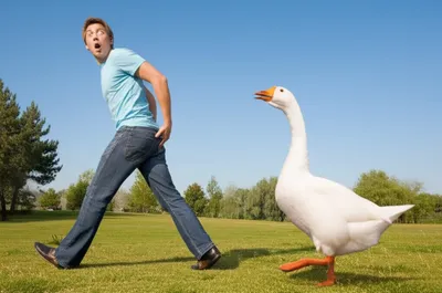 Illustration goose - Image 1