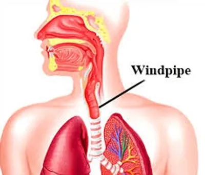 Hình ảnh minh họa windpipe - Ảnh 2